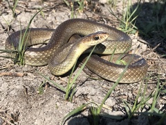 Coluber constrictor oaxaca