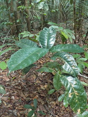 Burseraceae