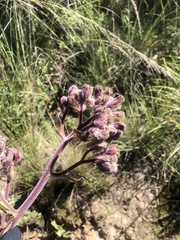Psacalium peltatum