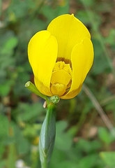 Trimezia martinicensis
