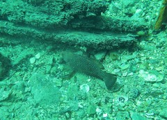 Notolabrus parilus