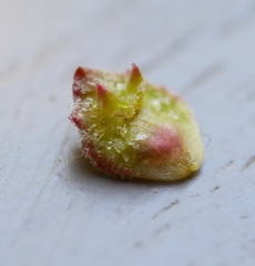 Atriplex australasica