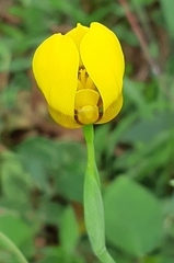 Trimezia martinicensis