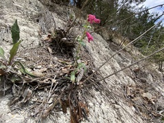Penstemon triflorus