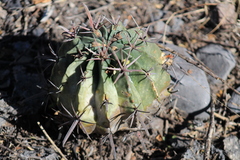Ferocactus recurvus recurvus