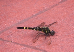 Onychothemis tonkinensis
