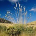 Austroderia richardii - Photo (c) Murray NZ, algunos derechos reservados (CC BY), uploaded by Murray Dawson