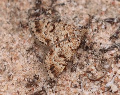 Paramelora lychnota