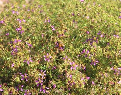 Fagonia laevis