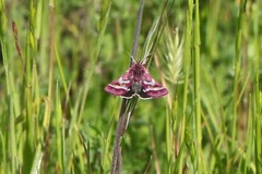 Schinia pulchripennis