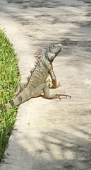Iguana iguana