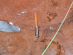 Orthetrum chrysis
