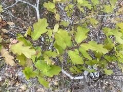 Quercus laceyi