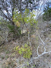 Quercus laceyi