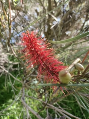 Hakea bucculenta