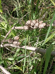 Hakea bucculenta