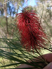 Hakea bucculenta