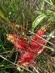 Hakea bucculenta