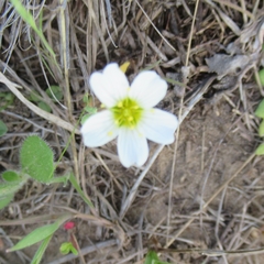 Mononeuria nuttallii