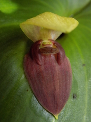 Pleurothallis imperialis