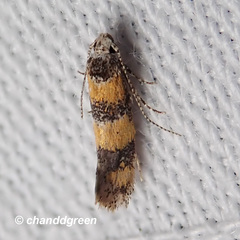 Promalactis lobatifera