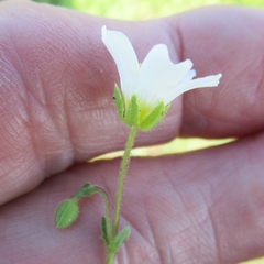 Mononeuria nuttallii