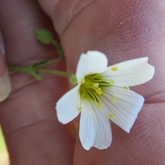 Mononeuria nuttallii