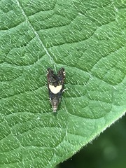 Grapholita fana