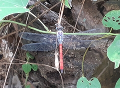 Lathrecista asiatica