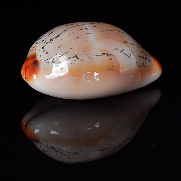 Luria isabellamexicana