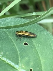 Agrilus sulcatulus