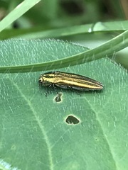 Agrilus sulcatulus