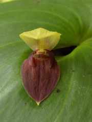 Pleurothallis imperialis