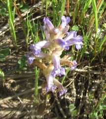 Phelipanche nana