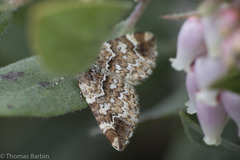Enchoria lacteata