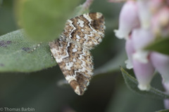 Enchoria lacteata