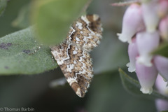 Enchoria lacteata