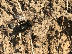Melecta albifrons