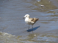 Larus dominicanus