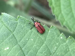 Pentispa suturalis