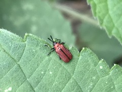 Pentispa suturalis