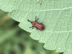 Pentispa suturalis
