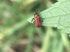 Pentispa suturalis