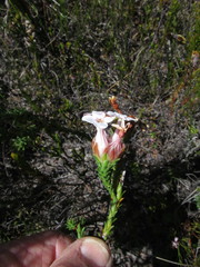Erica ampullacea
