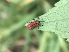 Pentispa suturalis