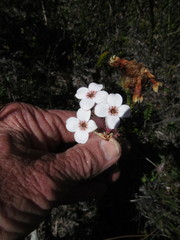Erica ampullacea