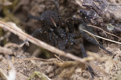 Pardosa vancouveri