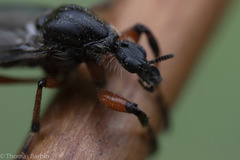 Bibio xanthopus