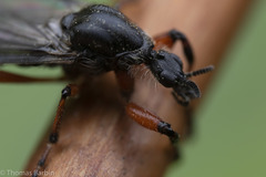 Bibio xanthopus