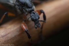 Bibio xanthopus